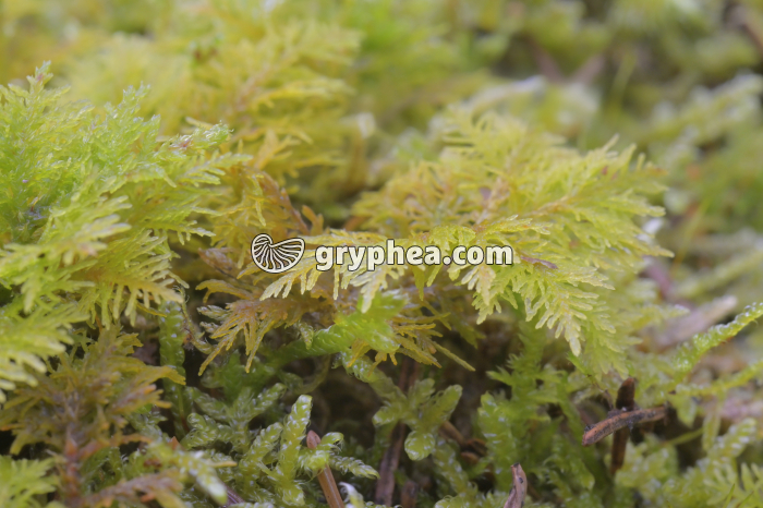 Mousses (Thuidium tamariscinum) - gryphea.com